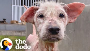 Hairless Street Dog Transforms Into Fluffiest Teddy Bear