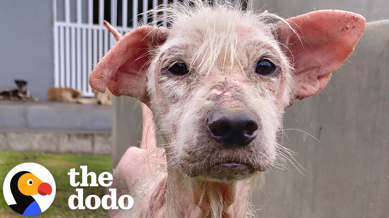 Hairless Street Dog Transforms Into Fluffiest Teddy Bear