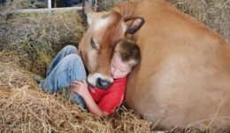 Heartwarming Animal Love Moments That Heal the Soul