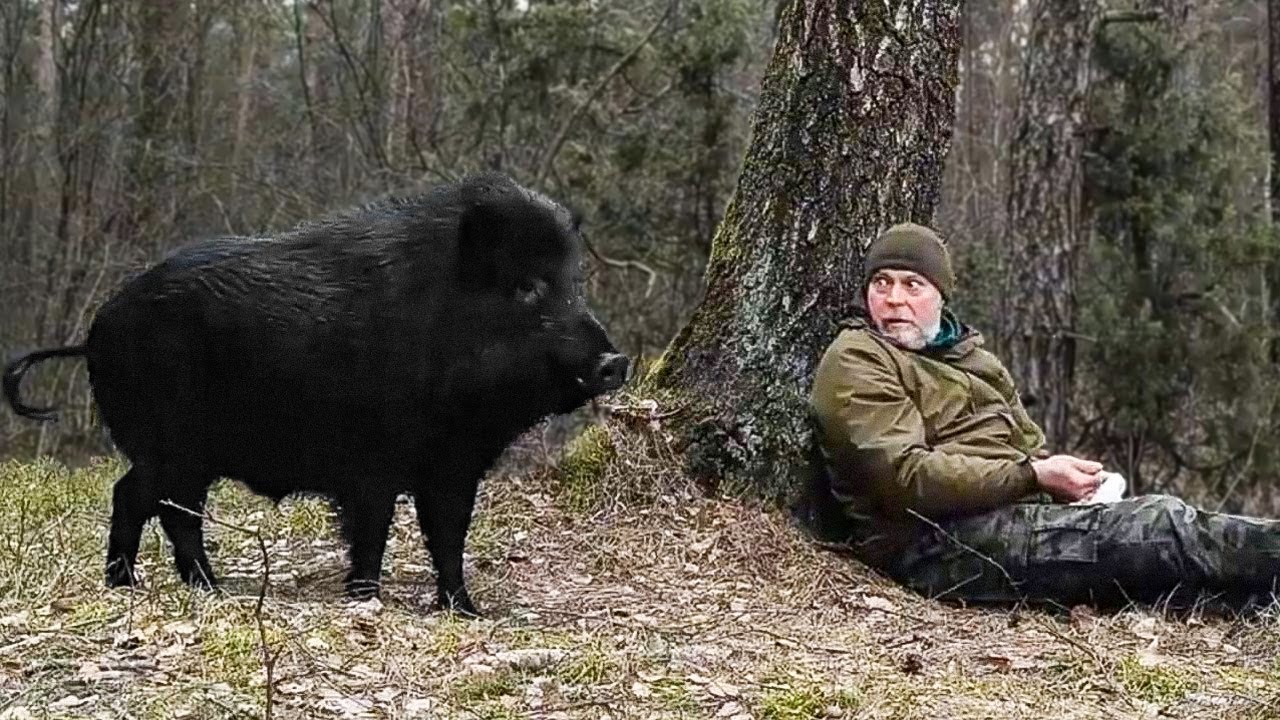 Man Met Wild Boar in the Woods and It Changed His Life