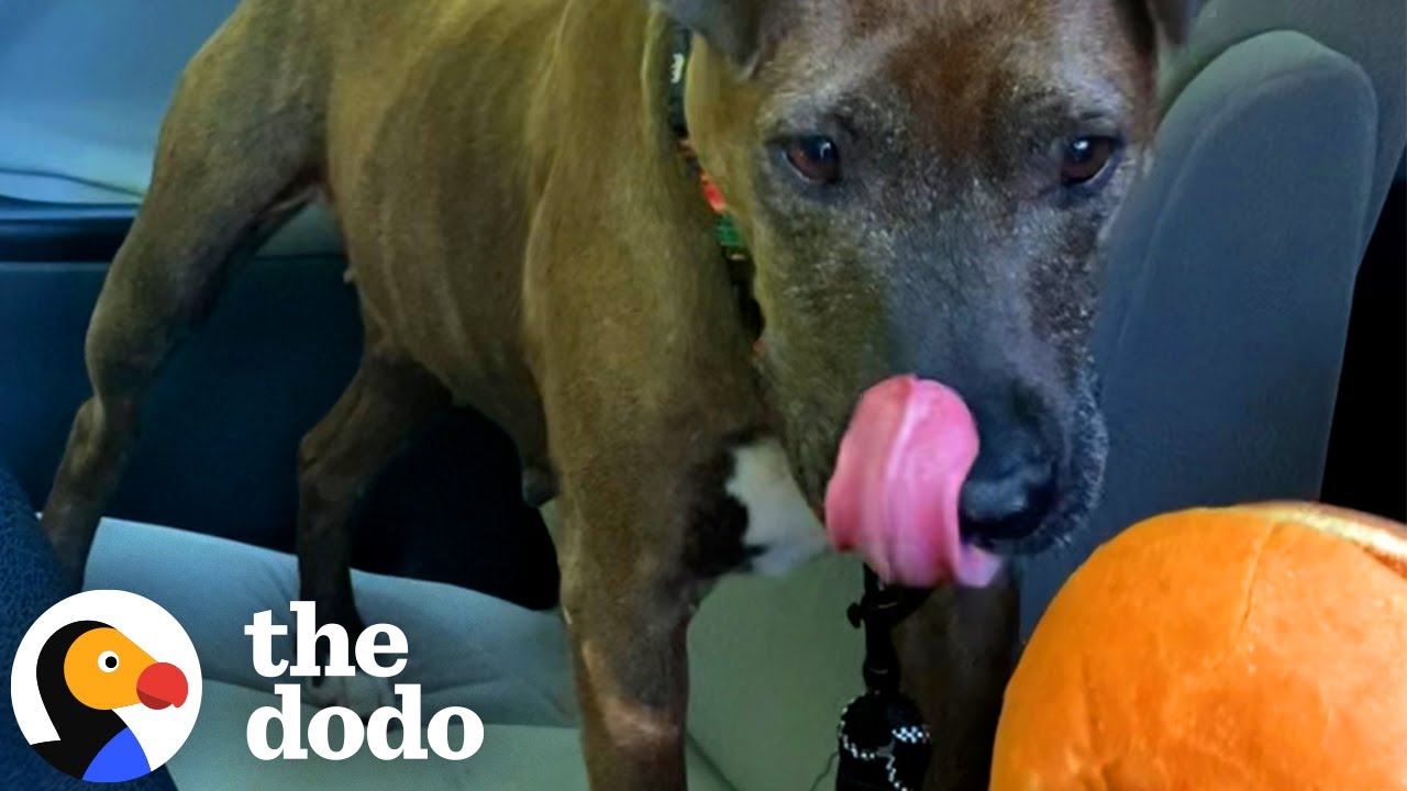 Rescue Dog Learns That Car Rides Mean A McDonald’s Cheeseburger