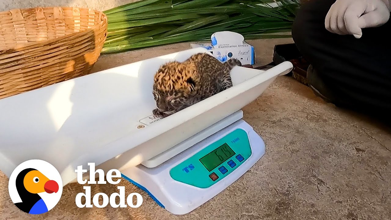 Tiny Leopard Cub Is Reunited with Mom