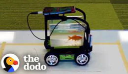 Watch This Fish “Drive” to His Mom to Get Treats