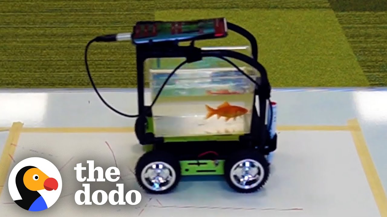 Watch This Fish “Drive” to His Mom to Get Treats