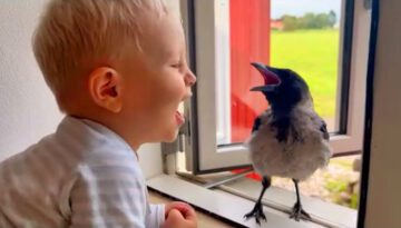 Wild Crow and Baby Have a Special Conversation Through the Window