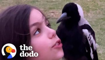 9-Year-Old Is Best Friends With a Wild Magpie