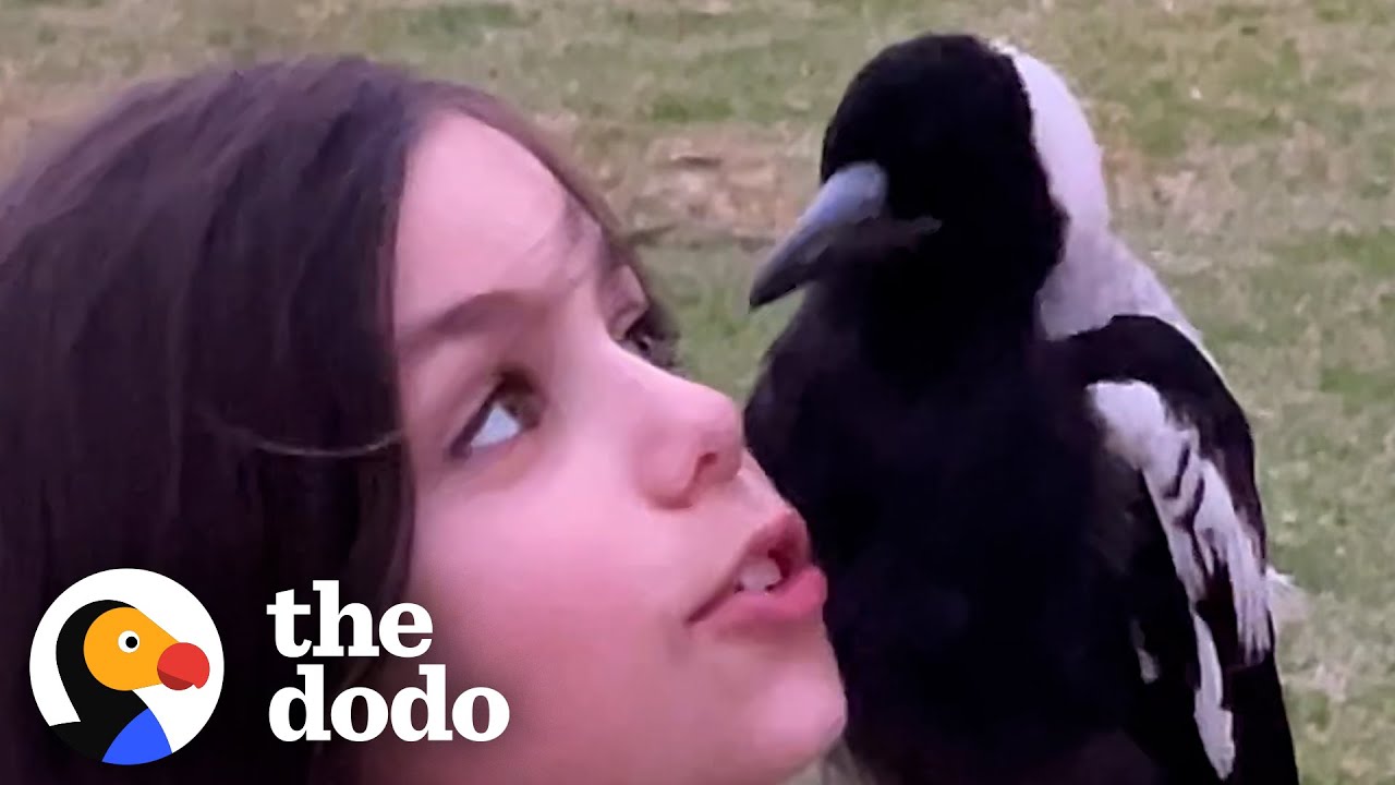 9-Year-Old Is Best Friends With a Wild Magpie