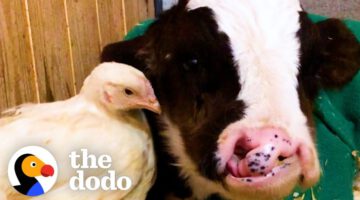 Baby Cow Who Was All Alone for Months Now Falls Asleep With His Chicken Every Night