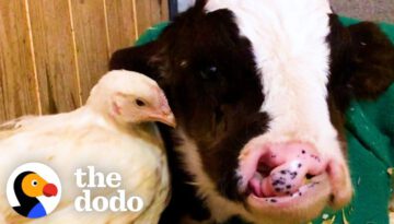 Baby Cow Who Was All Alone for Months Now Falls Asleep With His Chicken Every Night