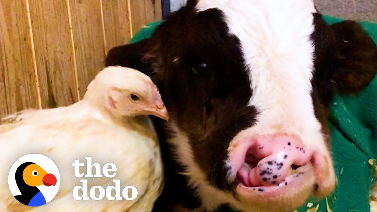 Baby Cow Who Was All Alone for Months Now Falls Asleep With His Chicken Every Night