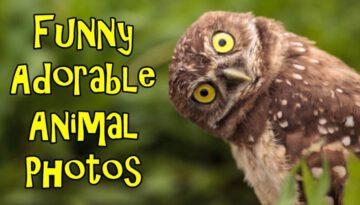 Funny Adorable Animal Photos