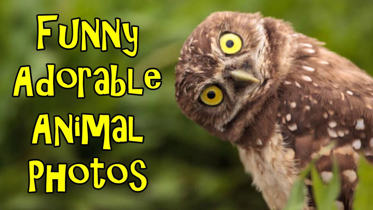 Funny Adorable Animal Photos