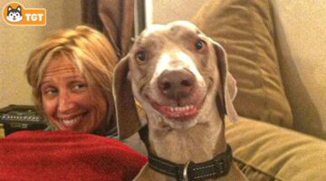 Laugh Hard Now With Funniest Moments Dog and Their Human