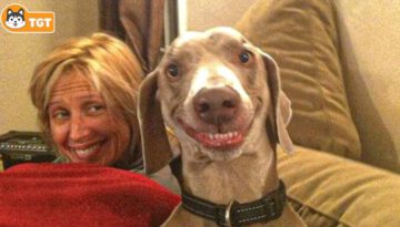 Laugh Hard Now With Funniest Moments Dog and Their Human
