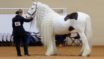 25 Most Beautiful Horses on Planet Earth