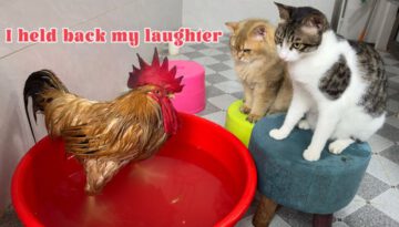 Arrogant Rooster Gets Schooled by a Cat!