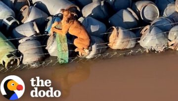 Boat Crew Rescues Stranded Dog On Barber Wire