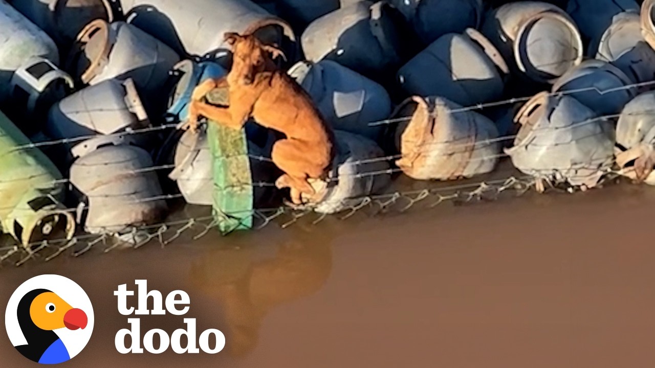 Boat Crew Rescues Stranded Dog On Barber Wire