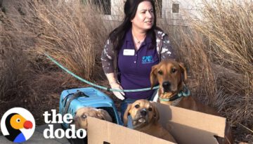 Mama Dog Left Outside Shelter Tied to Her Babies