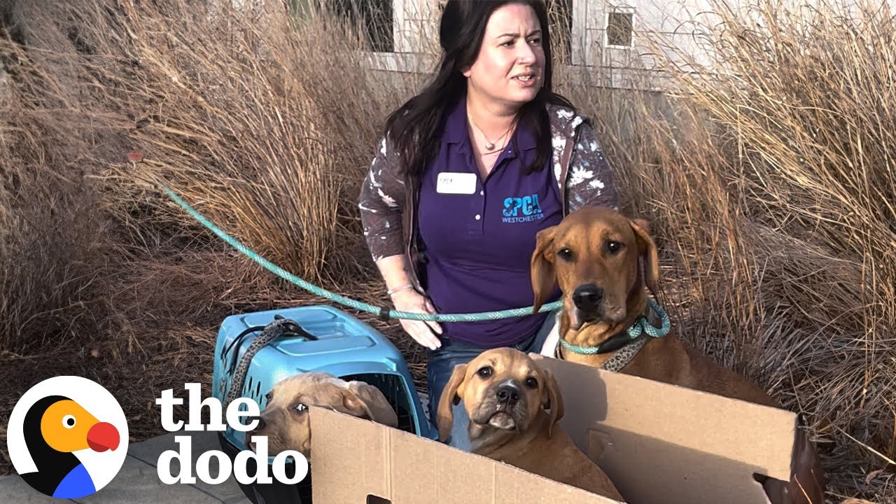 Mama Dog Left Outside Shelter Tied to Her Babies