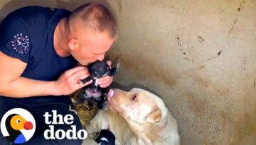 Man Finds Abandoned Mama Dog Raising Her Puppies In Garbage