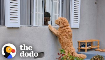 Neighbor’s Dog Knocks on Door Everyday to Play with Her BFF