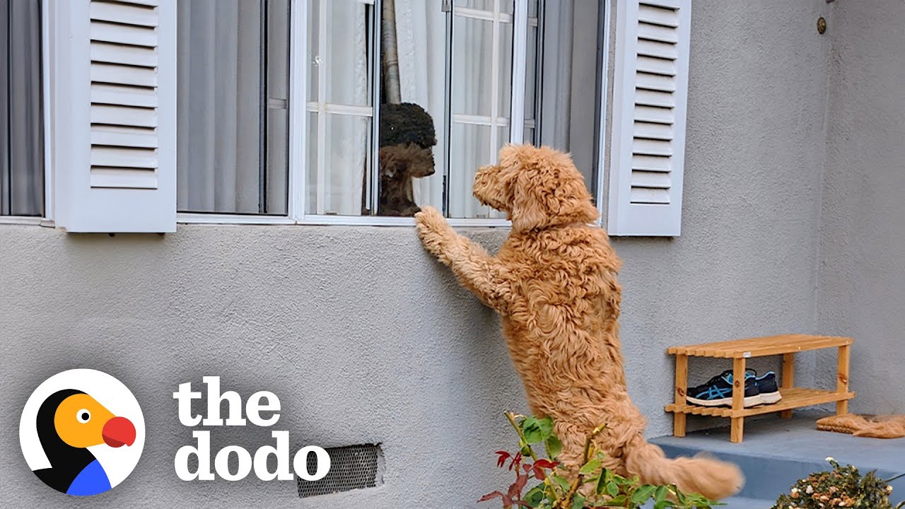 Neighbor’s Dog Knocks on Door Everyday to Play with Her BFF