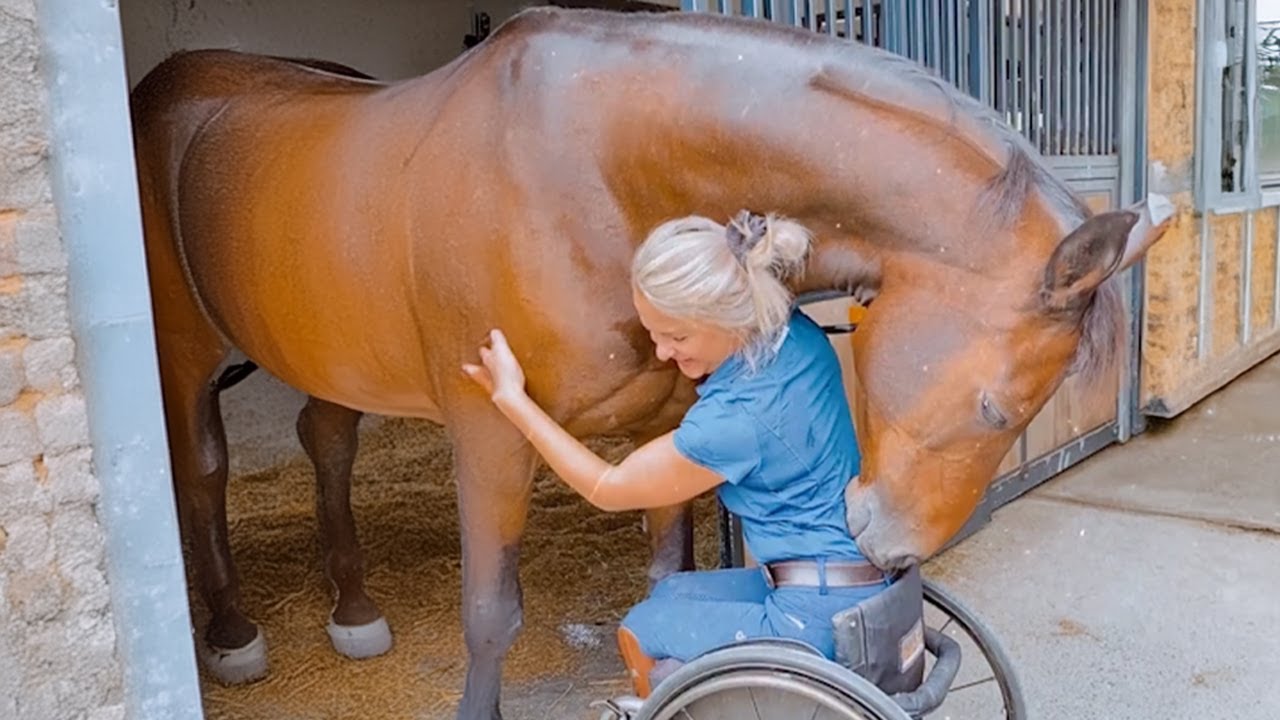 Playful Funny Horses & Their Humans