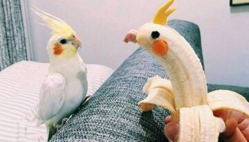 The World’s Funniest Parrots That Will Have You Rolling with Laughter!