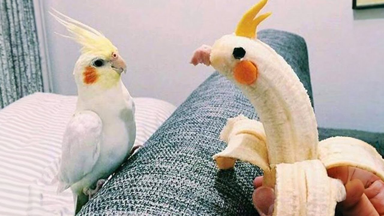 The World’s Funniest Parrots That Will Have You Rolling with Laughter!