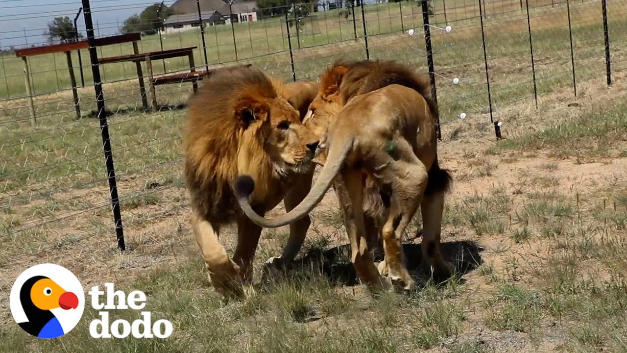 Two Lion Brothers Rescued From The Circus Touch Grass For The First Time