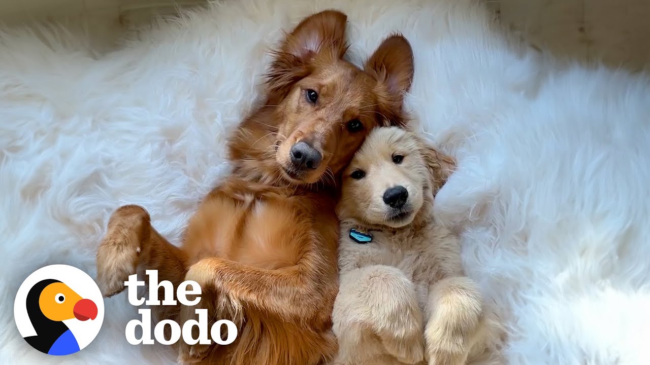 Golden Retriever Finally Gets Her Dream Of Becoming An Older Sister