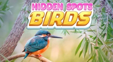 hiddenspots-birds500300