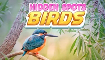 hiddenspots-birds500300