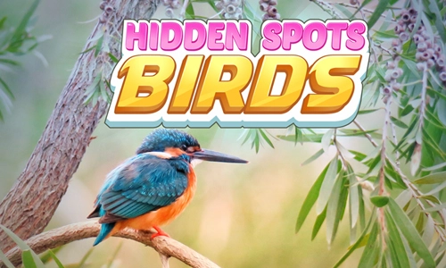 hiddenspots-birds500300