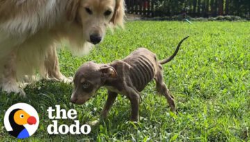 Skinny Foster Puppy Can’t Stop Cuddling Up To Golden Retriever