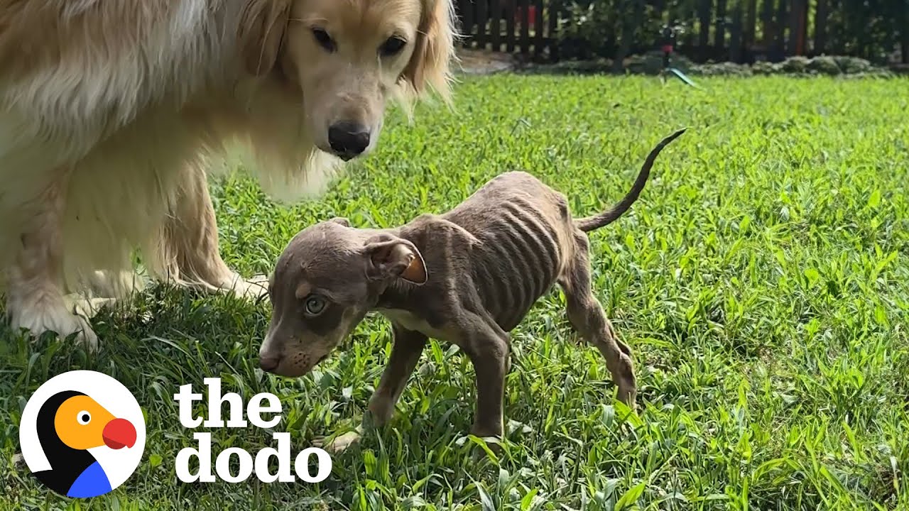 Skinny Foster Puppy Can’t Stop Cuddling Up To Golden Retriever