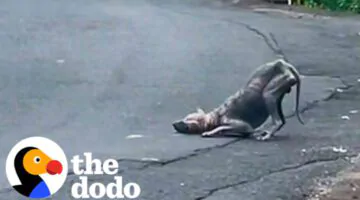 Dinosaur-Looking Animal Transforms Into The Happiest Boy