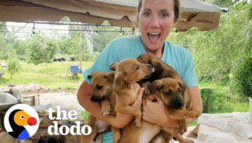 Five Puppies Show Up In Family’s Backyard