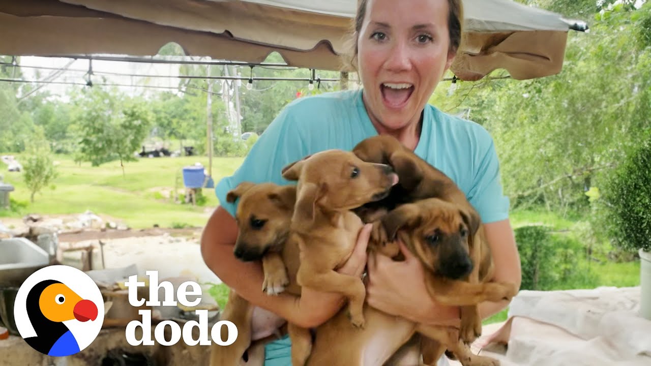 Five Puppies Show Up In Family’s Backyard