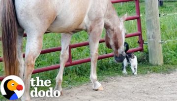 Horses Rescue a Tiny Kitten