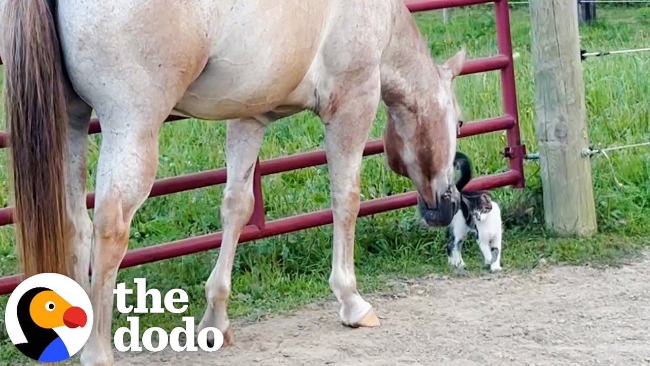 Horses Rescue a Tiny Kitten