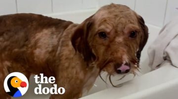 Matted Dog Is So Relieved to Get His First Bath Ever