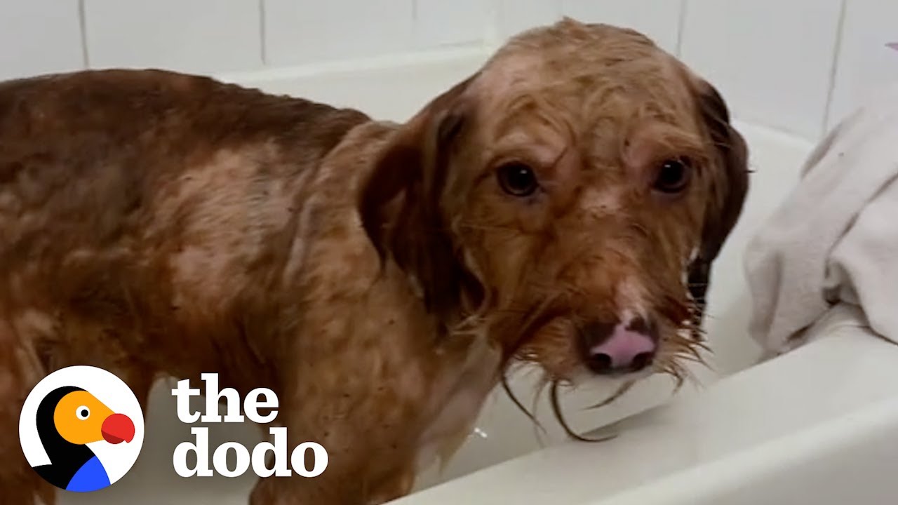 Matted Dog Is So Relieved to Get His First Bath Ever