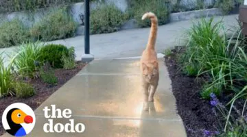 Neighborhood Cat Brings His Friends To Meet His Favorite Girl