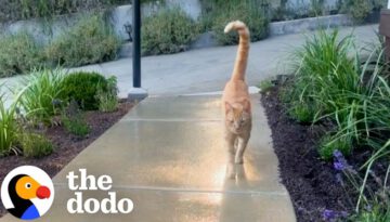 Neighborhood Cat Brings His Friends To Meet His Favorite Girl