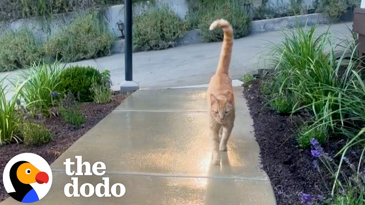 Neighborhood Cat Brings His Friends To Meet His Favorite Girl