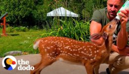 Orphaned Fawn Adopts This Guy As Her Dad