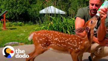 Orphaned Fawn Adopts This Guy As Her Dad