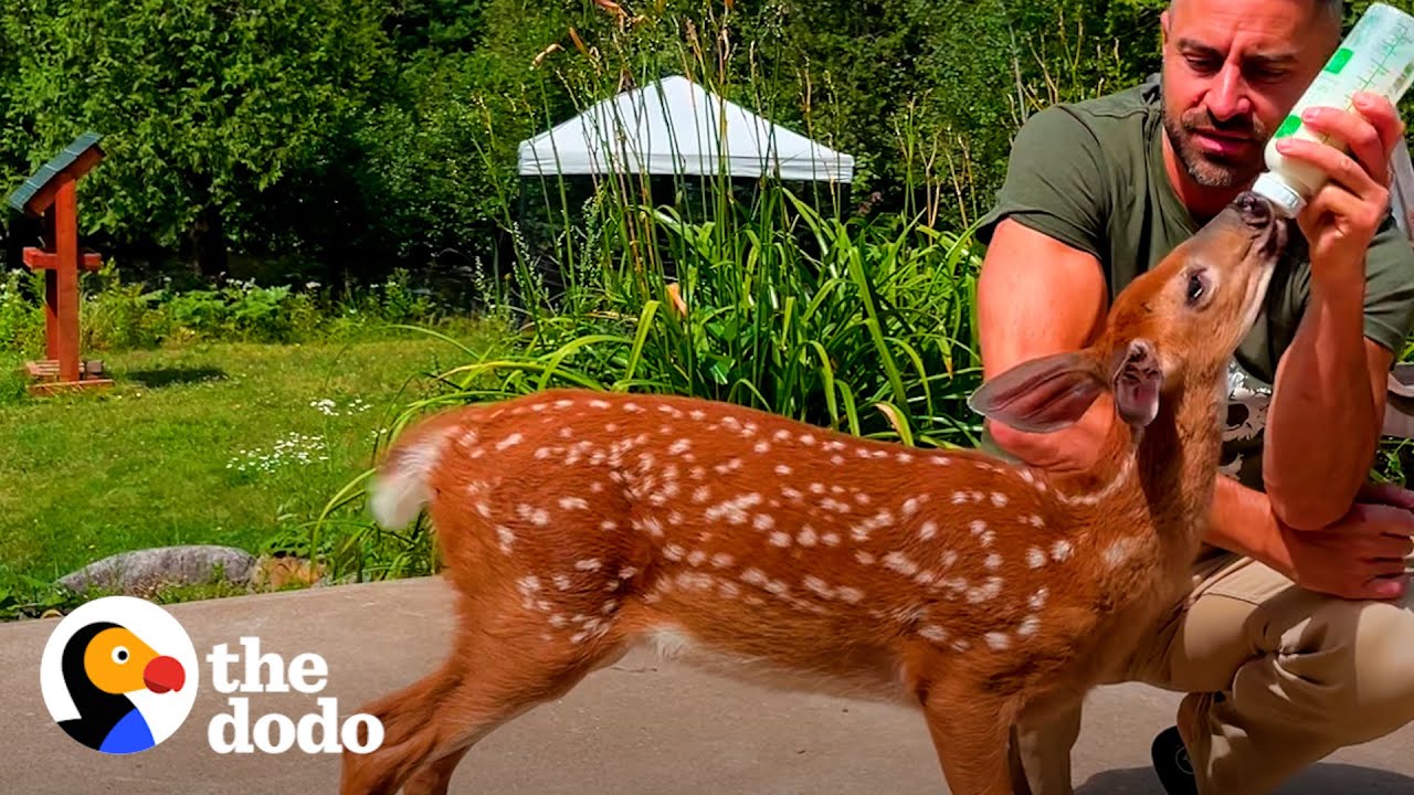 Orphaned Fawn Adopts This Guy As Her Dad